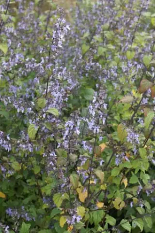 Isodon rubescens