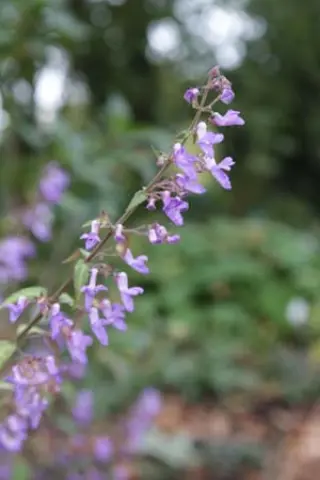 Isodon shikokianus var. intermedius