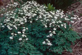 Isopyrum thalictroides