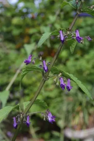 Isodon umbrosus