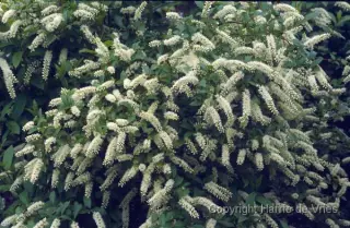 Itea virginica 'Henry's Garnet'