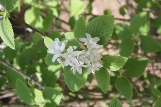 Jamesia americana