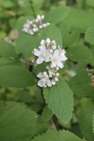Jamesia americana
