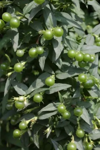 Jasminum beesianum