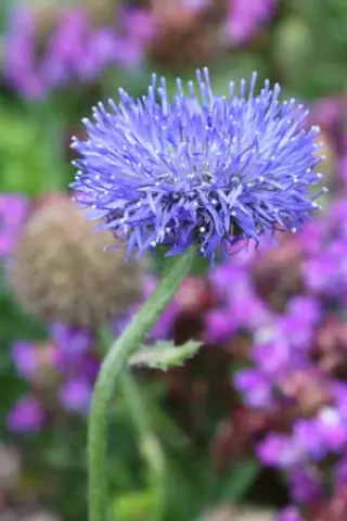 Jasione laevis 'Blaulicht' (Syn. J. Perennis)