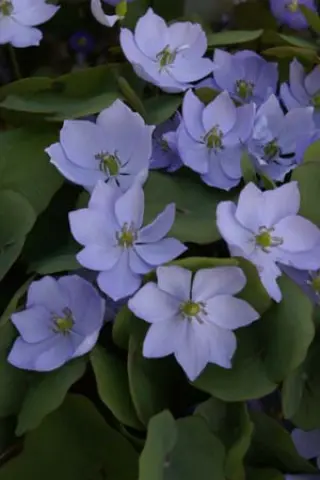 Jeffersonia dubia (mandschur.)