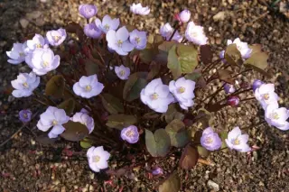 Jeffersonia dubia (mandschur.)