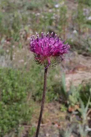 Jurinea ledebourii
