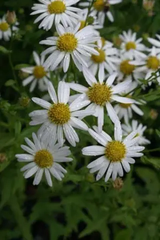 Kalimeris incisa 'Alba'