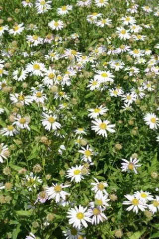 Kalimeris incisa 'Alba'