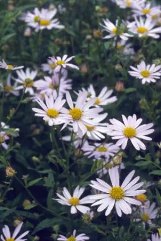 Kalimeris incisa 'Charlotte'