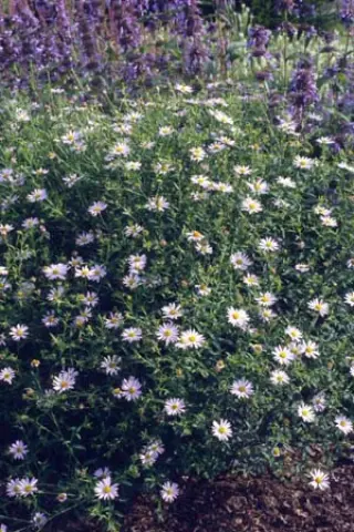 Kalimeris incisa 'Charlotte'