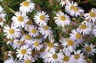 Kalimeris incisa 'Madiva'