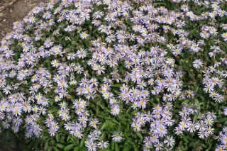 Kalimeris incisa 'Nana Blue' Zie Aster Ageratoides Adustus 'Nanus'