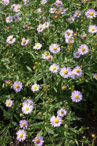 Kalimeris mongolica 'Antonia'