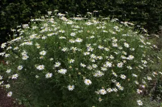 Kalimeris pinnatifida 'Hortensis'