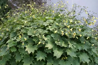 Kirengeshoma koreana