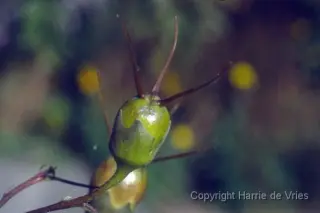 Kirengeshoma palmata
