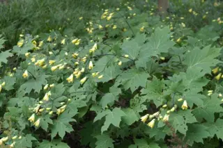 Kirengeshoma palmata