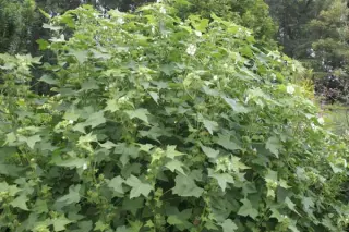Kitaibela vitifolia
