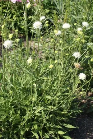 Knautia arvensis 'Wallgrange White'