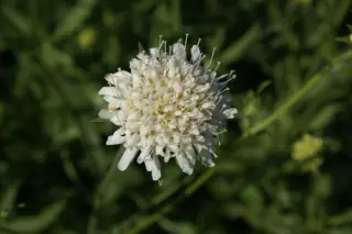 Knautia arvensis 'Wallgrange White'