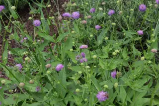 Knautia godetii
