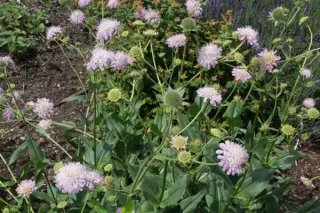 Knautia midzorensis
