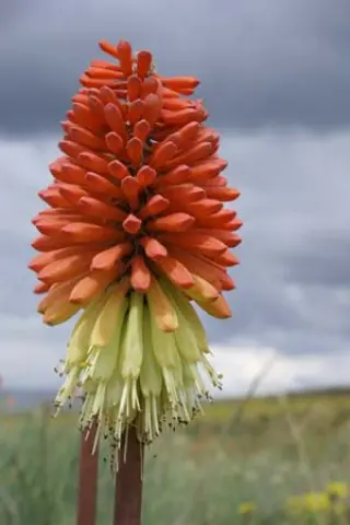 Kniphofia caulescens