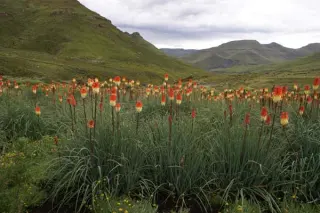 Kniphofia caulescens