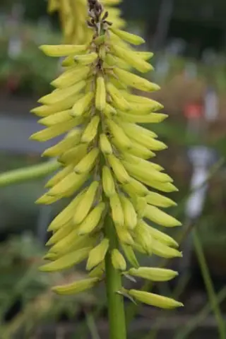 Kniphofia 'Gilt Bronze'