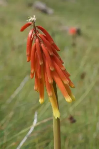 Kniphofia hirsuta