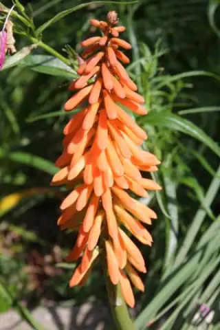 Kniphofia 'Incandesce'