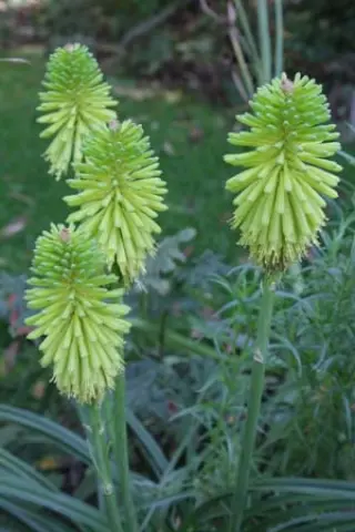 Kniphofia 'Limelight'