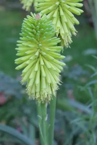 Kniphofia 'Limelight'