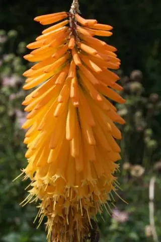 Kniphofia 'Mango Popsicle'