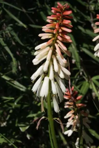 Kniphofia 'Orange Vanilla Popsicle'