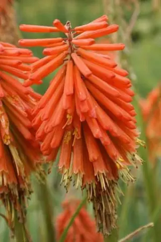 Kniphofia 'Späte Flamme'