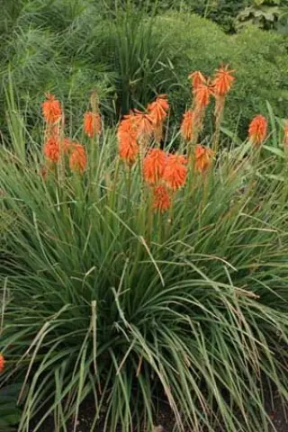 Kniphofia 'Späte Flamme'
