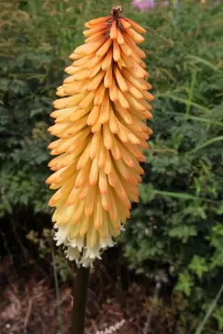 Kniphofia 'Tawny King'