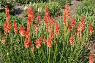 Kniphofia 'Wol's Red Seedling'