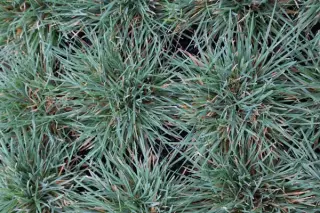 Koeleria glauca 'Lorsch'