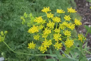 Kundmannia sicula