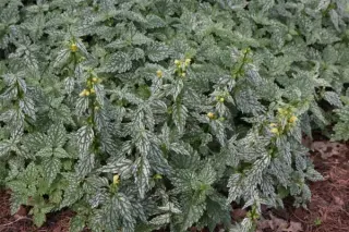 Lamium galeobdolon 'Herman's Pride'