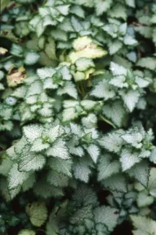 Lamium maculatum 'Pink Pewter'