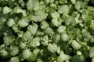 Lamium maculatum 'Sterling Silver'