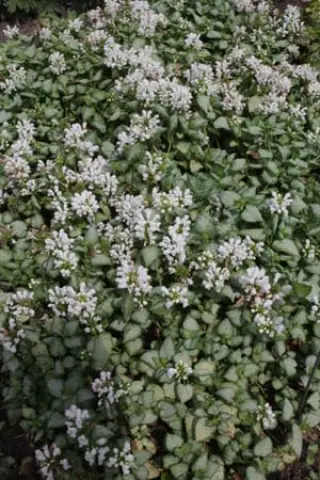 Lamium maculatum 'White Nancy'
