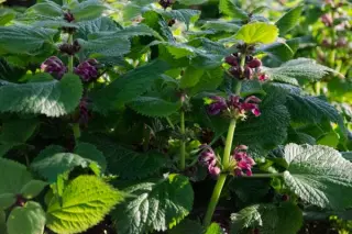 Lamium orvala 'Silva'