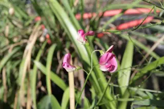 Lathyrus cirrhosus