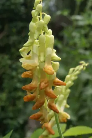 Lathyrus davidii